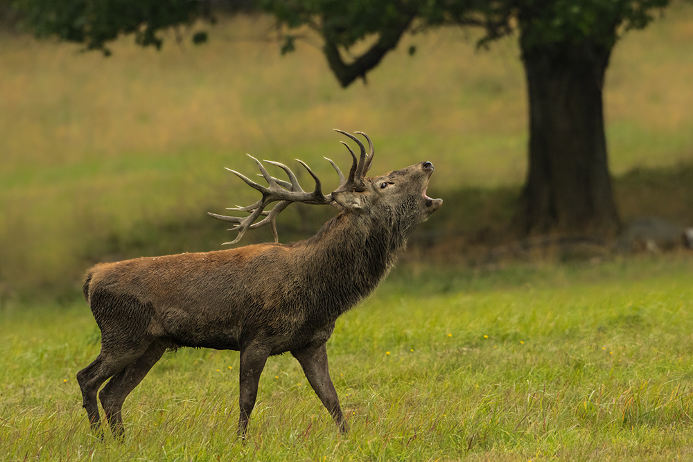 Jelen lesní (Cervus elaphus)