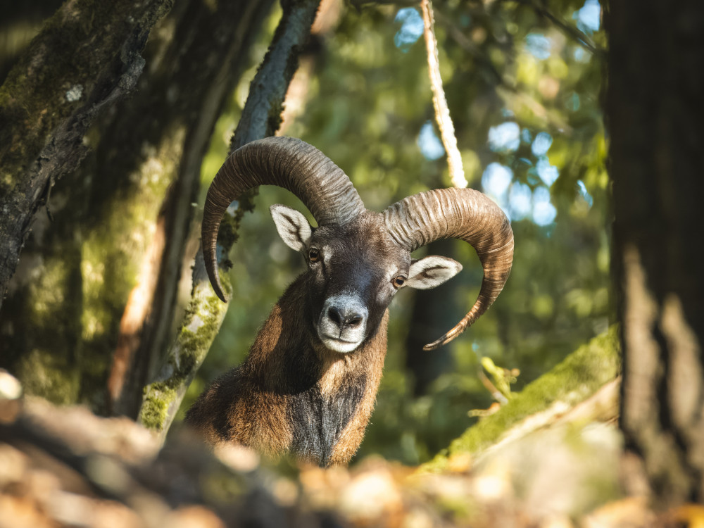 Muflón lesný