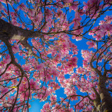 magnolie