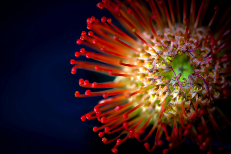 Protea