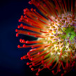 Protea