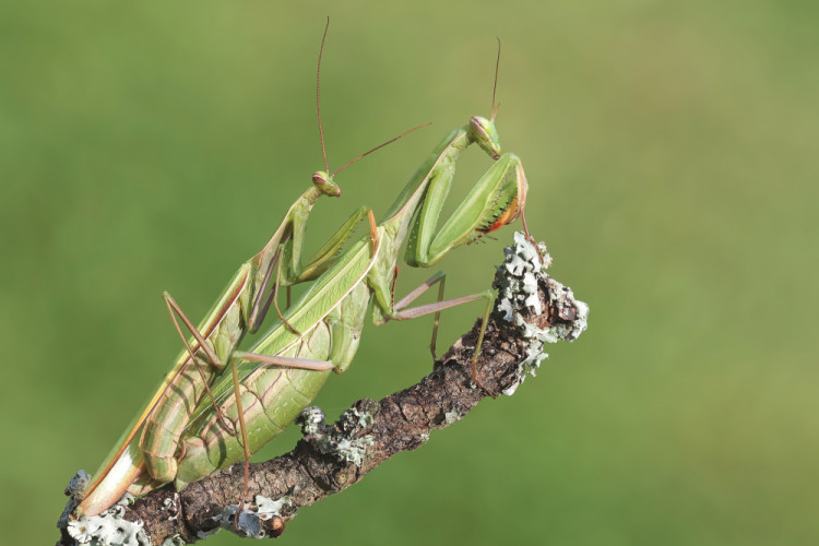 Mantis religiosa