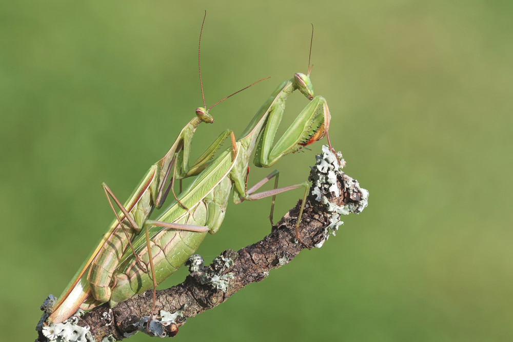 Mantis religiosa