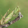 Mantis religiosa