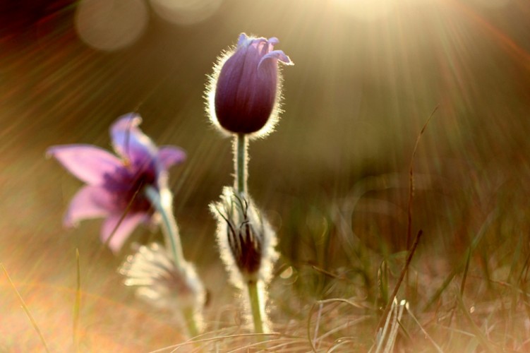 Pulsatilla Slavica