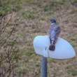 Holub hrivnák (Columba palumbus)