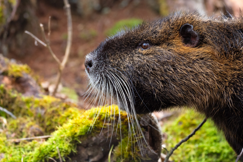 Nutria riečna, The coypu (Myocastor coypus)