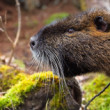 Nutria riečna, The coypu (Myocastor coypus)