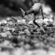 HoP