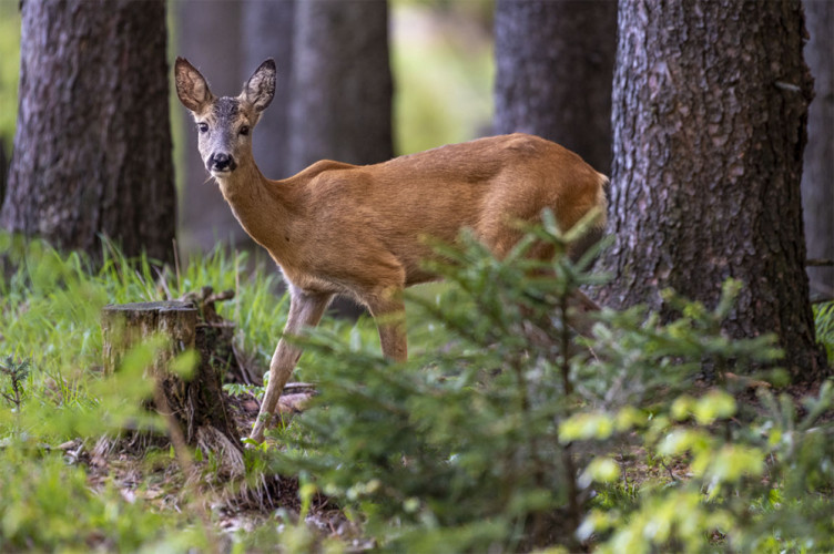 Srnec lesný - Capreolus capreolus