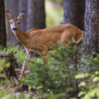 Srnec lesný - Capreolus capreolus