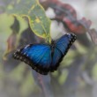 Blue morpho