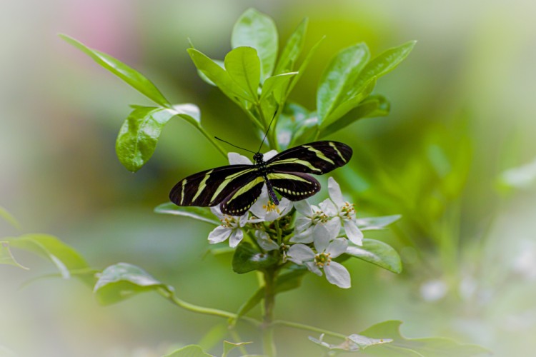 Zebra Longwing Heliconius charithonia