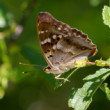 Dúhovec