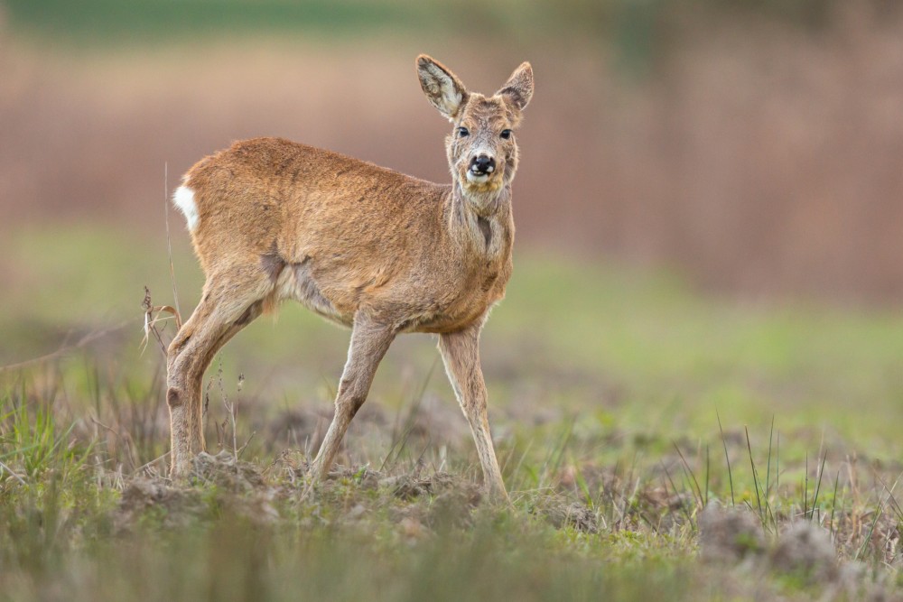 Srnec lesný (Capreolus capreolus)