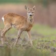 Srnec lesný (Capreolus capreolus)