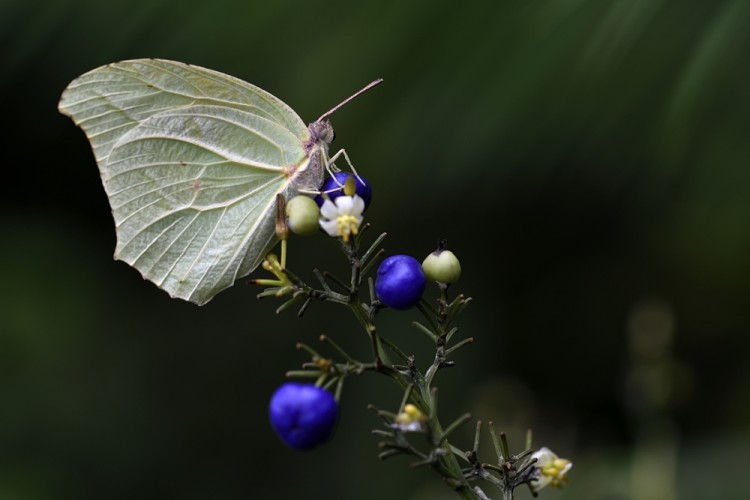 Catopsilia florella