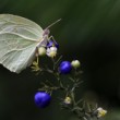 Catopsilia florella