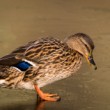 Duck Duck