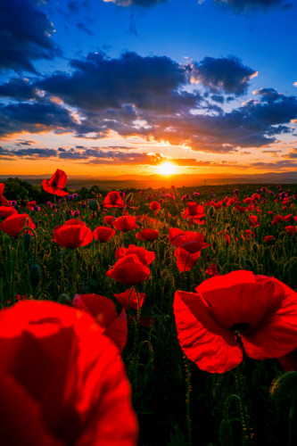 When the sun kisses the field