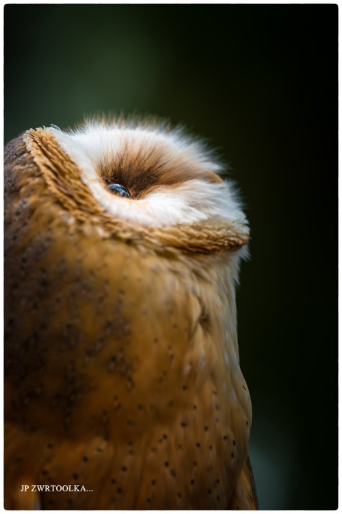 Tyto alba  Barn Owl....kam až by so doletala...