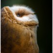 Tyto alba  Barn Owl....kam až by so doletala...