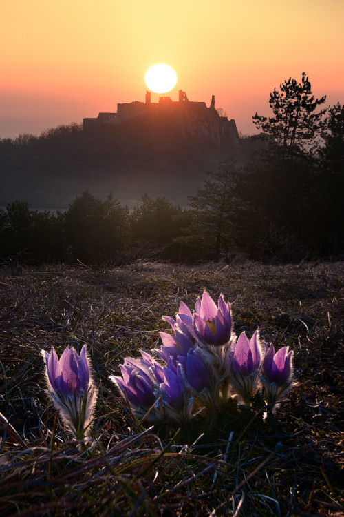 Fialová vs. oranžová