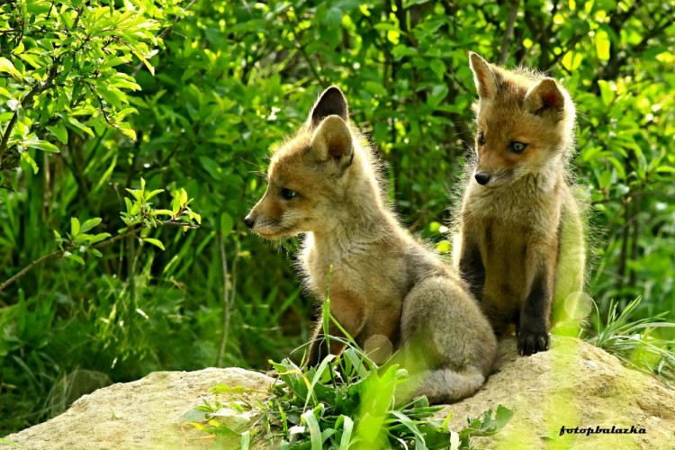 Malé líšky.