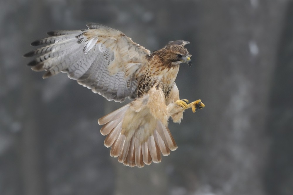 Buteo jamaicensis