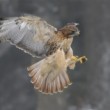 Buteo jamaicensis