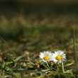 Margaretky