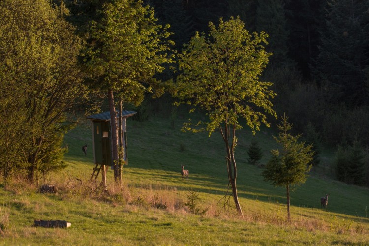 Neplánované wildlife pri zlatej hodinke...