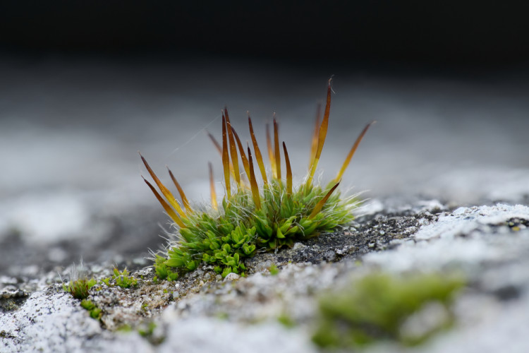 pásla kone na betóne