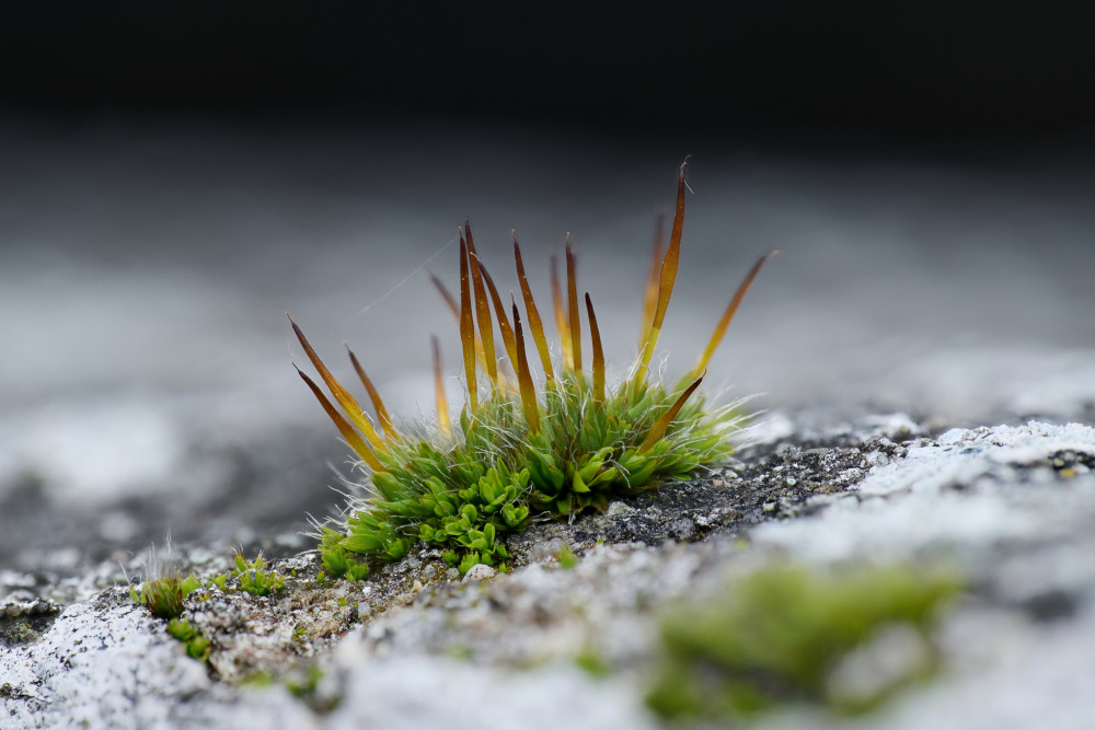 pásla kone na betóne