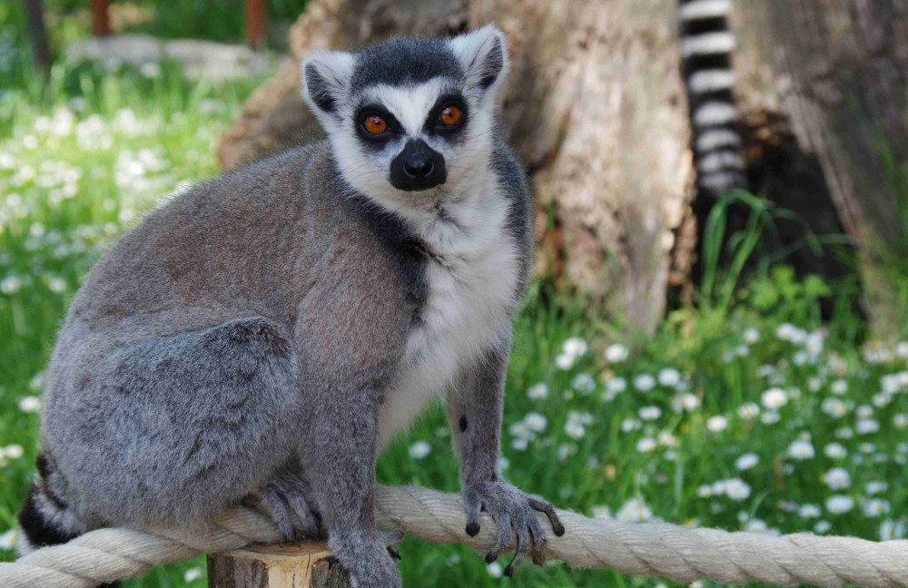 Zoo Győr.