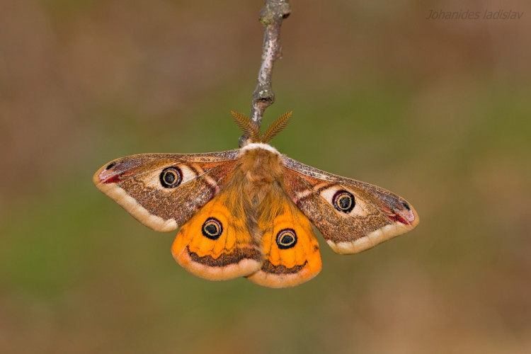 Okáň podobný (Saturnia pavoniella) samček