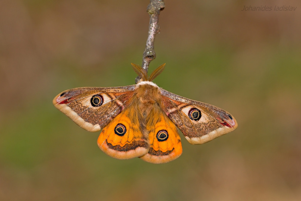 Okáň podobný (Saturnia pavoniella) samček