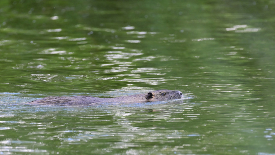 Nutria riečna