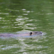 Nutria riečna
