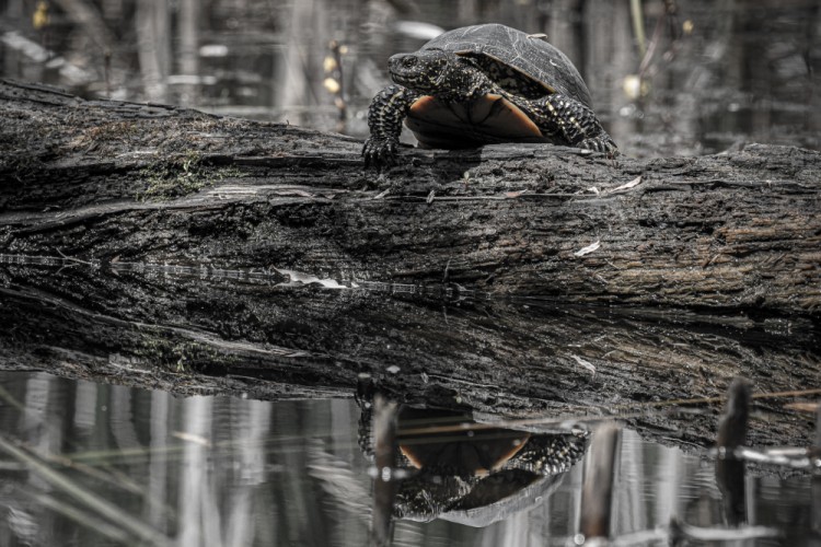 Korytnačka močiarna, The European pond turtle (Emys orbicularis)