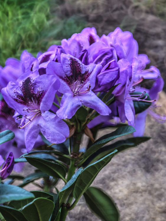 Rhododendron ,,Metallica,,