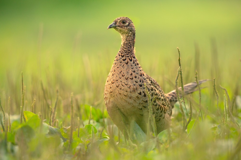 bažant obyčajný (Phasianus colchicus)