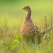 bažant obyčajný (Phasianus colchicus)