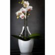 Orchidea