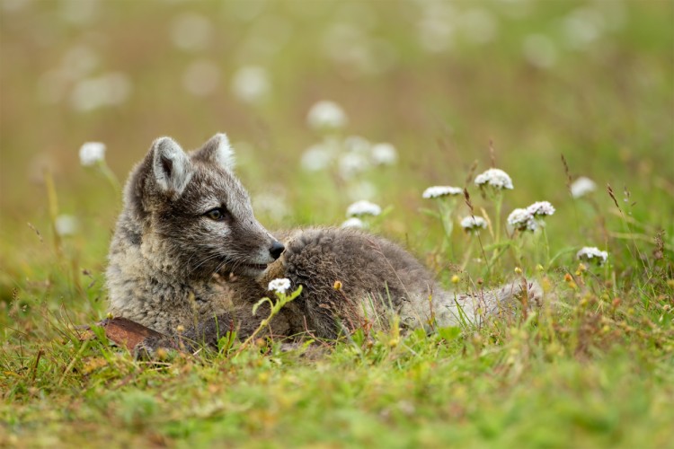 Vulpes lagopus (líška polárna)