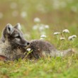 Vulpes lagopus (líška polárna)