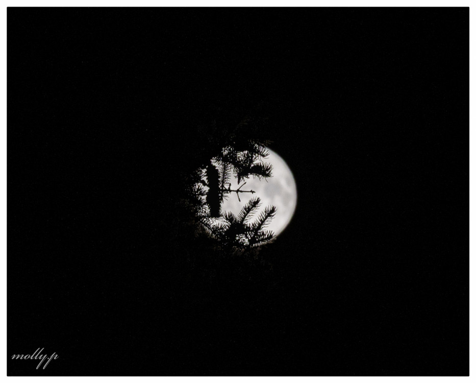 Moon love