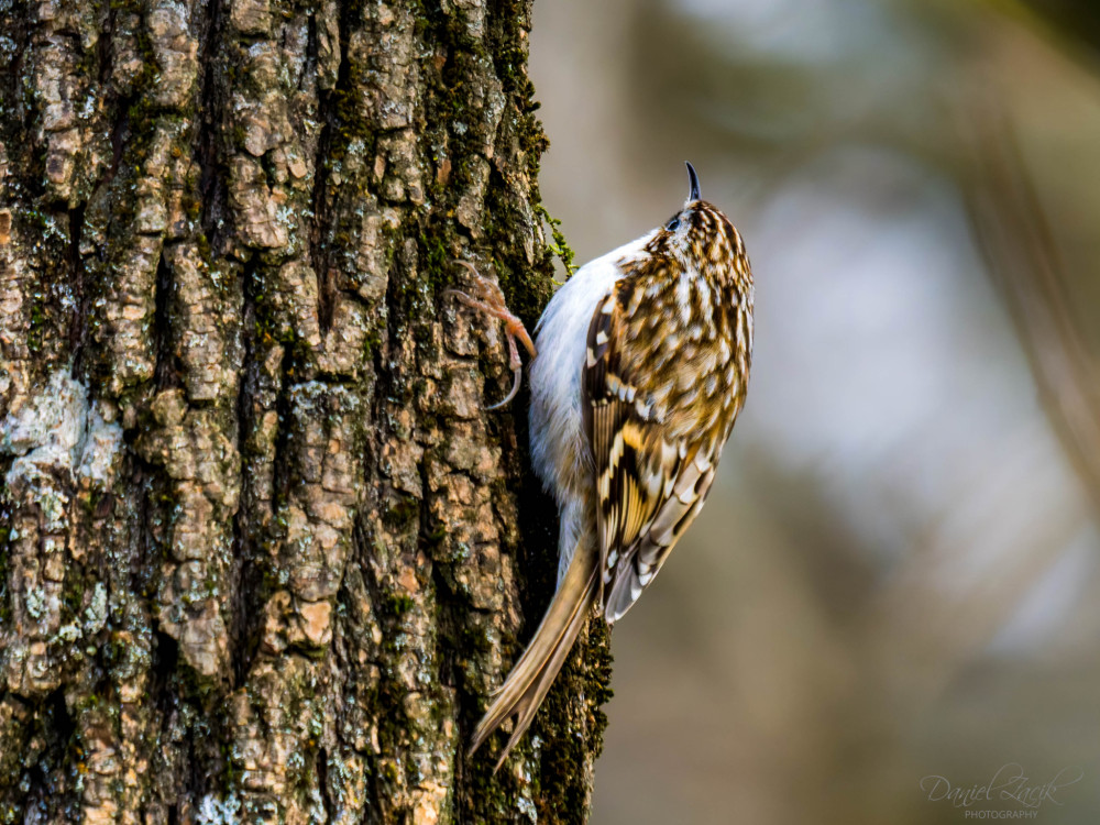 Kôrovník dlhoprstý