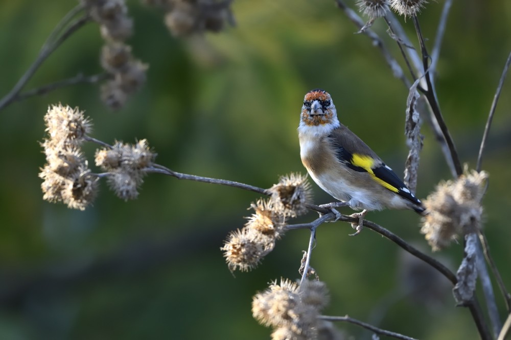 Carduelis carduelis