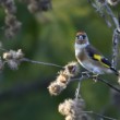 Carduelis carduelis